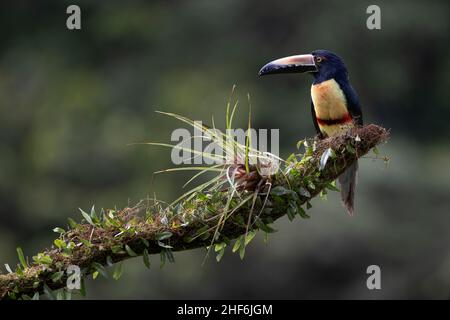 Arassari Free Life Collar au Costa Rica. Banque D'Images