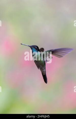 Colibri Talamanca au Costa Rica. Banque D'Images