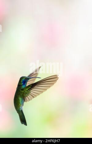 Un petit colibri d'oreille violette au Costa Rica. Banque D'Images