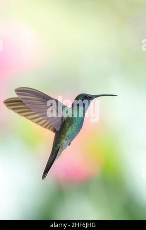 Un petit colibri d'oreille violette au Costa Rica. Banque D'Images