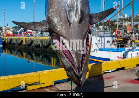 Un gros thon rouge sauvage de l'Atlantique suspendu à une poulie sur un quai de marché des fruits de mer.Le poisson frais de couleur argentée est préparé pour la nourriture. Banque D'Images