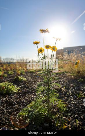 Bochum, Rhénanie-du-Nord-Westphalie, Allemagne, toit plat avec toits verts.Vastes toits verts avec des plantes à faible croissance telles que la mousse, les succulents, les herbes, les herbes, les plantes de sédum,qui sont en grande partie autosuffisantes sans soins.Ils sont bien adaptés aux conditions extrêmes du site sur le toit, aux températures extrêmes, au gel, au vent, à la chaleur,soleil et peu d'eau.Le toit vert s'enroule en hiver et sert de protection thermique en été et contribue ainsi comme un système de climatisation naturel aux économies d'énergie et de renforcer la résilience du climat urbain. Banque D'Images