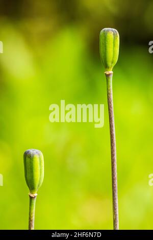 Chess fleur capsule fruit, graine gousse Banque D'Images