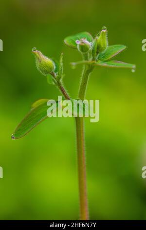 Aquilegia vulgaris hybride 'Black Barlow', Double Columbine, gros plan Banque D'Images