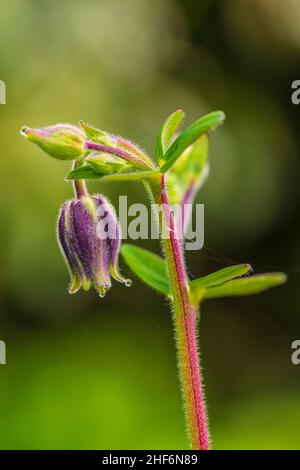 Aquilegia vulgaris hybride 'Black Barlow', Double Columbine, gros plan Banque D'Images