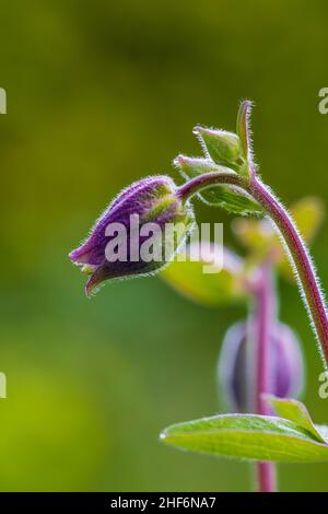 Aquilegia vulgaris hybride 'Black Barlow', Double Columbine, gros plan Banque D'Images