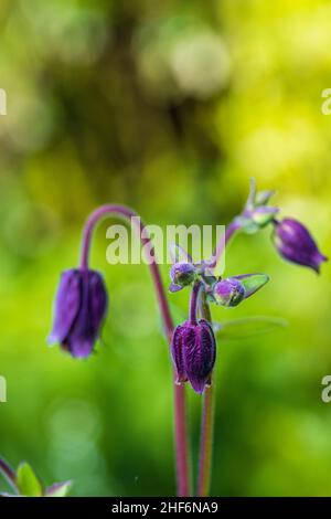 Aquilegia vulgaris hybride 'Black Barlow', Double Columbine, gros plan Banque D'Images