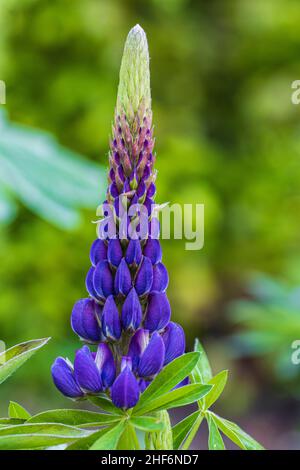 Lupin à feuilles multiples, Lupinus polyphyllus, inflorescence Banque D'Images