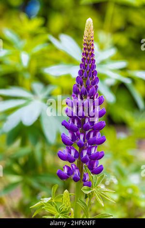 Lupin à feuilles multiples, Lupinus polyphyllus, inflorescence Banque D'Images