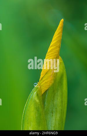 Iris marécageux, iris à l'eau ou iris jaune, iris pseudocorus, fleur, bourgeon, raindrop Banque D'Images