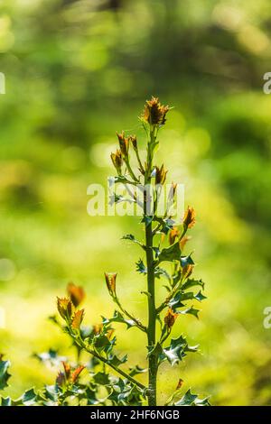 Palmier à pickly, pousse de jeunes plantes Banque D'Images