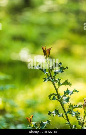 Palmier à pickly, pousse de jeunes plantes Banque D'Images