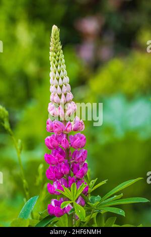 Lupin à feuilles multiples, Lupinus polyphyllus, inflorescence Banque D'Images