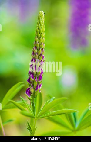 Lupin à feuilles multiples, Lupinus polyphyllus, inflorescence Banque D'Images