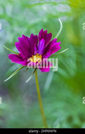 Cosmea, fleur, rose, gros plan Banque D'Images