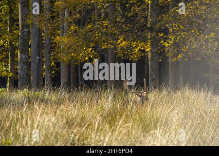 Cerf caché dans l'herbe haute en face d'une forêt Banque D'Images