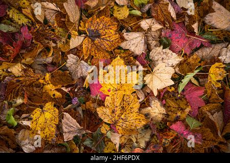 Une feuille en forme de cœur poinçonnée au milieu de feuilles colorées en couleurs d'automne juste après la pluie avec des gouttes de pluie Banque D'Images