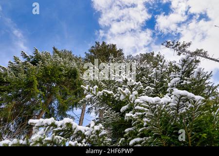 Forêt d'hiver, grands épinettes, Picea abies, couvertes de neige sur un ciel bleu magnifique avec des nuages blancs. Banque D'Images