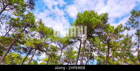 Vue en ciel à travers la forêt de pins sur ciel bleu avec des nuages blancs, France, côte Atlantique, Bordelais, Banque D'Images