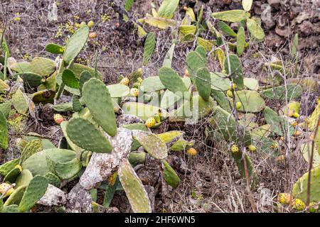 Cactus de poire à pickly (Opuntia ficus-indica), Lanzarote, Canaries, Espagne,Europe Banque D'Images