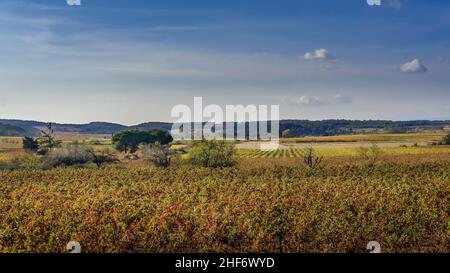 Vignoble à Fleury d'Aude en automne. Banque D'Images