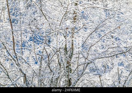 Italie, Vénétie, province de Belluno, Dolomites, branches enneigées d'arbres à feuilles caduques Banque D'Images