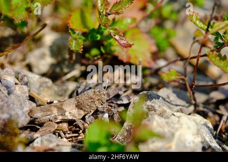 Insecte des terres désertiques ailées de bleu, Oedipoda caerulescens, horreur des terres désertiques Banque D'Images