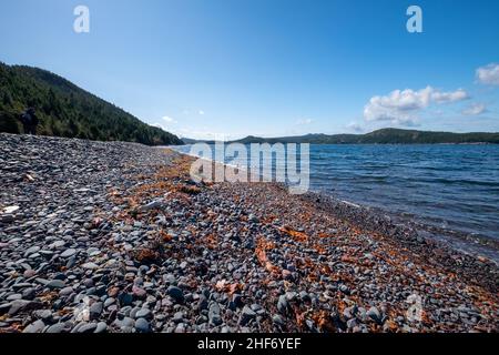 Une large crique ou baie avec une montagne couverte de sapins verts sous un ciel bleu et quelques nuages.La plage de sable a une rangée d'algues orange. Banque D'Images