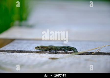 Lézard forestier, Zootoca vipara, Lacerta vipara, lézard de montagne, lézard de tourbière Banque D'Images