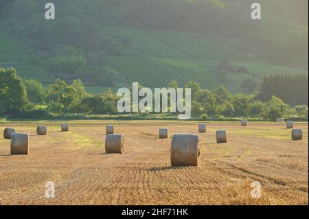 Cornfield, moissonné, arbre à poires, rouleaux de paille, demain,Été, Miltenberg, Spessart, Bavière, Allemagne Banque D'Images