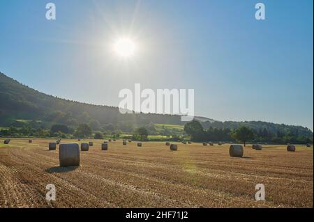 Cornfield, moissonné, arbre à poires, rouleaux de paille, demain,Soleil, été, Miltenberg, Spessart, Bavière,Allemagne Banque D'Images