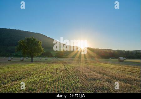 Cornfield, moissonné, arbre à poires, rouleaux de paille, demain,Été, Miltenberg, Spessart, Bavière, Allemagne Banque D'Images