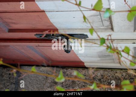 Poignée de porte incurvée avec art, feuille de porte rouge-blanc, ancienne, sur le côté, plante des tendrils en premier plan, Absam, Hall, Tyrol, Autriche Banque D'Images