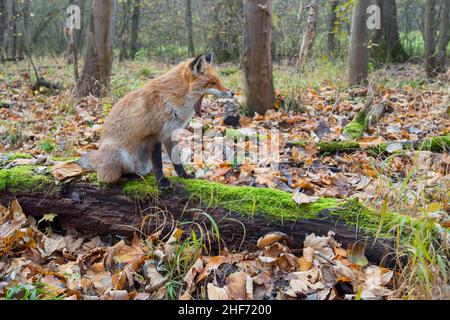 Renard roux bâilleux sur une bûche de mousse dans la forêt, Vulpes vulpes, hiver, Hesse, Allemagne,Europe Banque D'Images