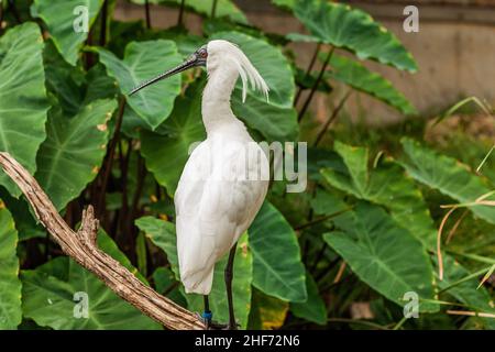 Gros plan sur le Royal spoonbill, Platalea regia, debout sur une branche en regardant en arrière-plan avec le panache bien visible à l'arrière de la tête contre le fond de la plante marécageuse Banque D'Images