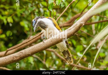 honeyeater à face bleue, Entomyzon cyanotis, également connu familièrement sous le nom d'oiseau bananabond assis sur une branche d'arbre avec le cou incurvé regardant la lentille Banque D'Images