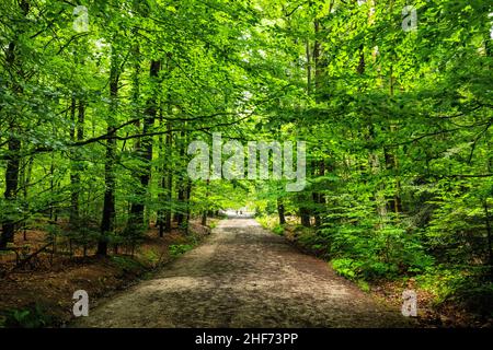 Europe, Pologne, Swietokrzyskie, Swieta Katarzyna Banque D'Images