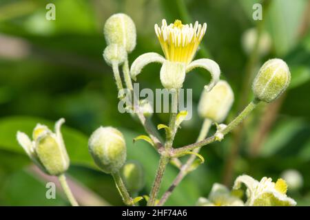 Gros plan des fleurs de la barbe de vieux ans (clematis vitalba) en fleur Banque D'Images