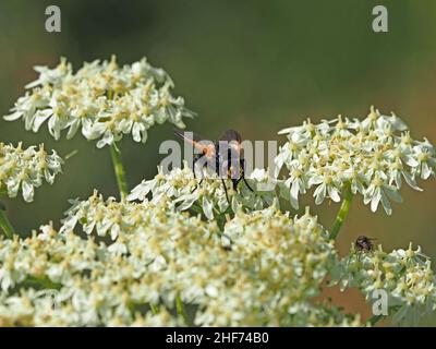 Vol à midi (Mesembrina meridiana) avec patchs d'or sur les ailes et alimentation du visage sur le nectar de la fleur de Hotweed (Heracleum sphondylium) Perthshire, Écosse, Royaume-Uni Banque D'Images