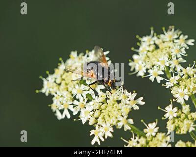 Vol à midi (Mesembrina meridiana) avec patchs d'or sur les ailes et alimentation du visage sur le nectar de la fleur de Hotweed (Heracleum sphondylium) Perthshire, Écosse, Royaume-Uni Banque D'Images