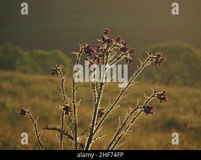 Fort contre-jour sur les tiges épineuses et les fleurs violettes de Marsh Thistle (Cirsium palustre) sous le soleil tôt le matin dans les collines du Perthshire, en Écosse, au Royaume-Uni Banque D'Images