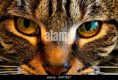 Les yeux magnifiques d'un chat Banque D'Images