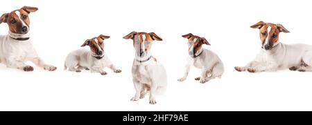 Collections de chiots Jack Russell Terrier isolés sur fond blanc Banque D'Images