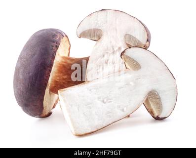 Champignons de forêt Boletus badius isolés sur fond blanc Banque D'Images