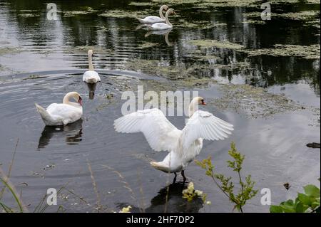 France, Lorraine, Grand est, Meurthe-et-Moselle, Villey-Saint-Etienne,Les espaces naturels, randonnées sensibles, les sites de la vallée du Terrouin Banque D'Images