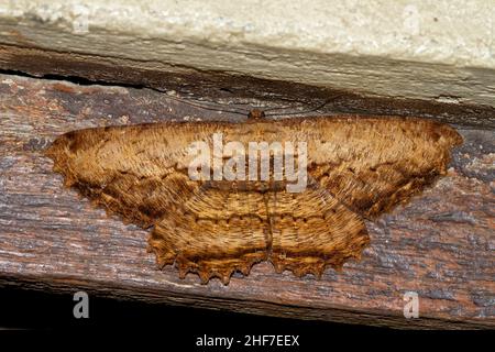 La teigne tricoise, (Geometridae sp.), Parc national de Kinabalu, Sabah, Bornéo,Malaisie Banque D'Images