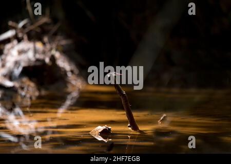 Grande libellule (Aethriamanta brevipennis) dans la forêt de mangroves, rivière Kinabatangan, Sabah, Bornéo, Malaisie Banque D'Images