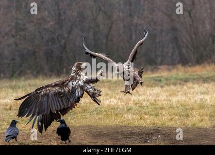 Aigle à queue blanche (Haliaeetus albicilla) en combat aérien, Pologne Banque D'Images