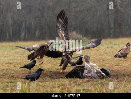 Aigle à queue blanche (Haliaeetus albicilla) en combat aérien, Pologne Banque D'Images