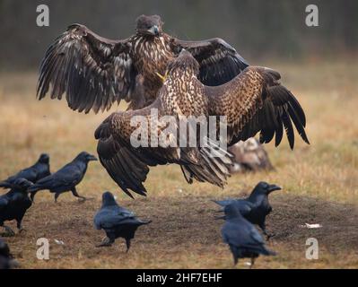 Aigle à queue blanche (Haliaeetus albicilla) en combat aérien, Pologne Banque D'Images